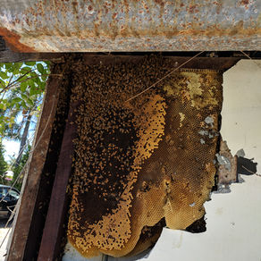 Signs of a Bee Nest 
