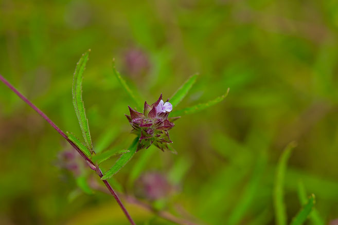 ホソバヤマジソDSC_0672.jpg
