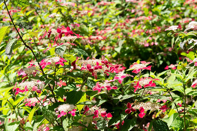 ヤマアジサイ紅DSC_0565-強化-NR.jpg