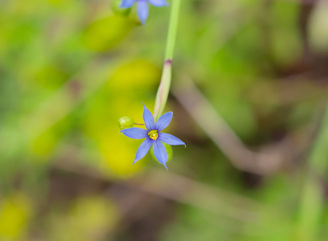 アイイロニワゼキショウDSC_0096.jpg