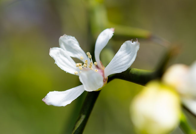 カラタチDSC_0327-強化-NR.jpg