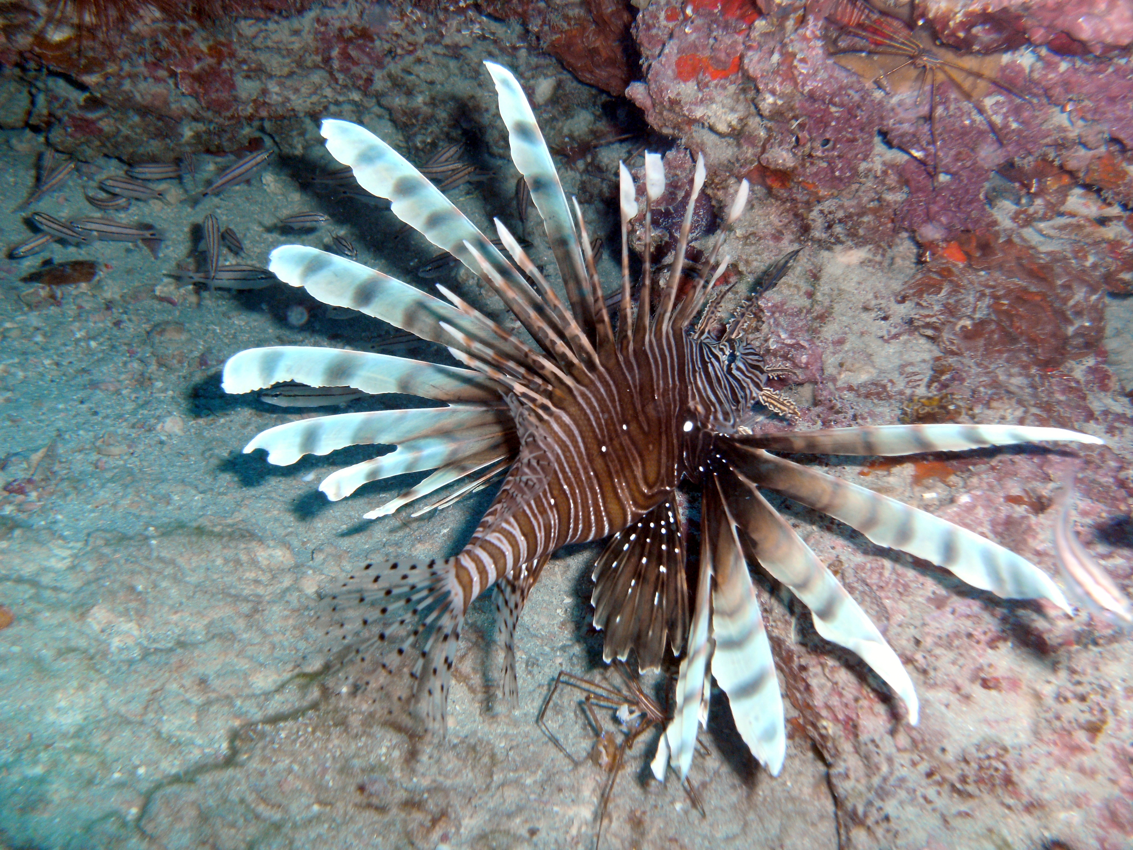 Lionfish for dinner?