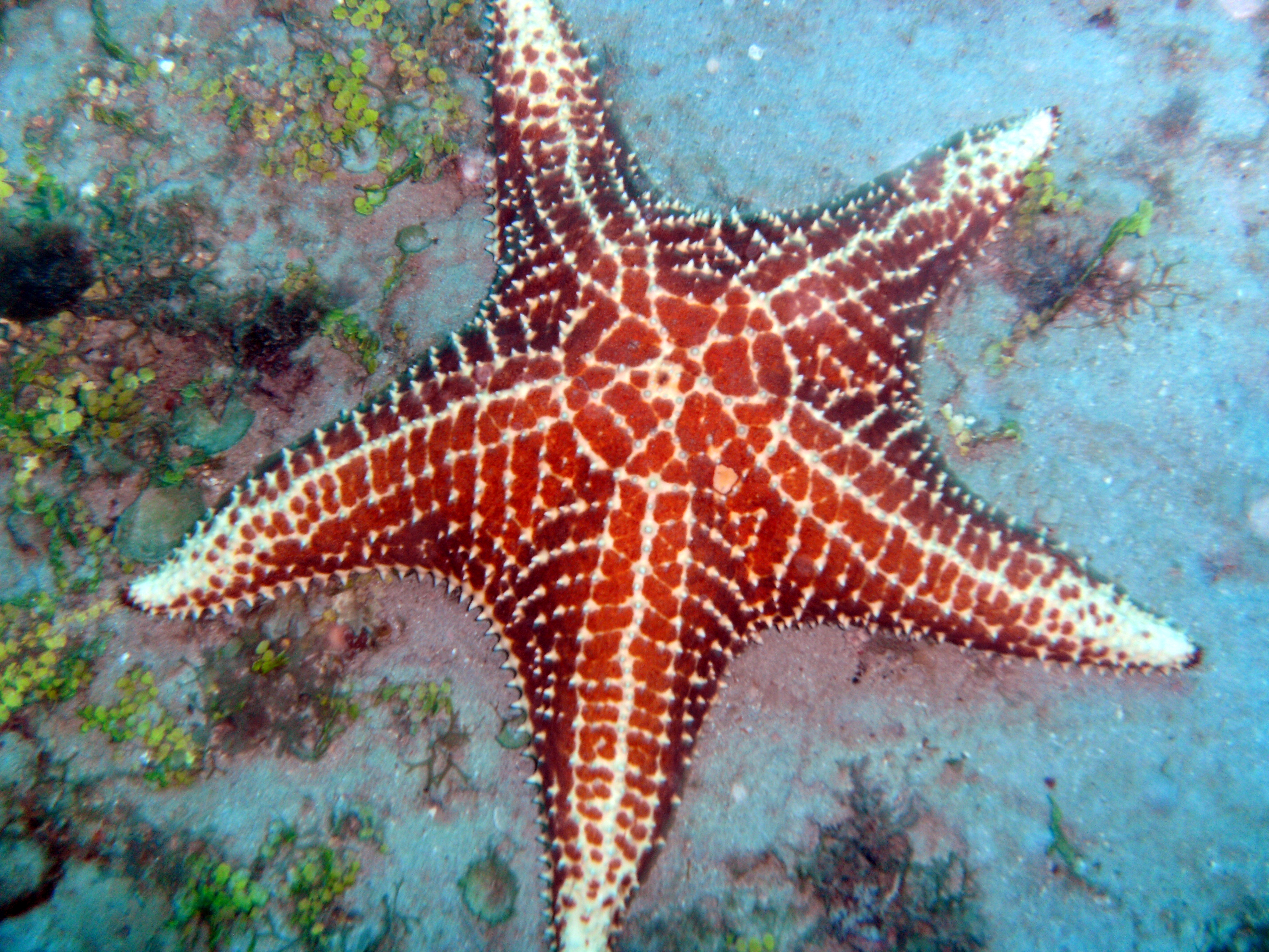 Huge Caribbean Starfish