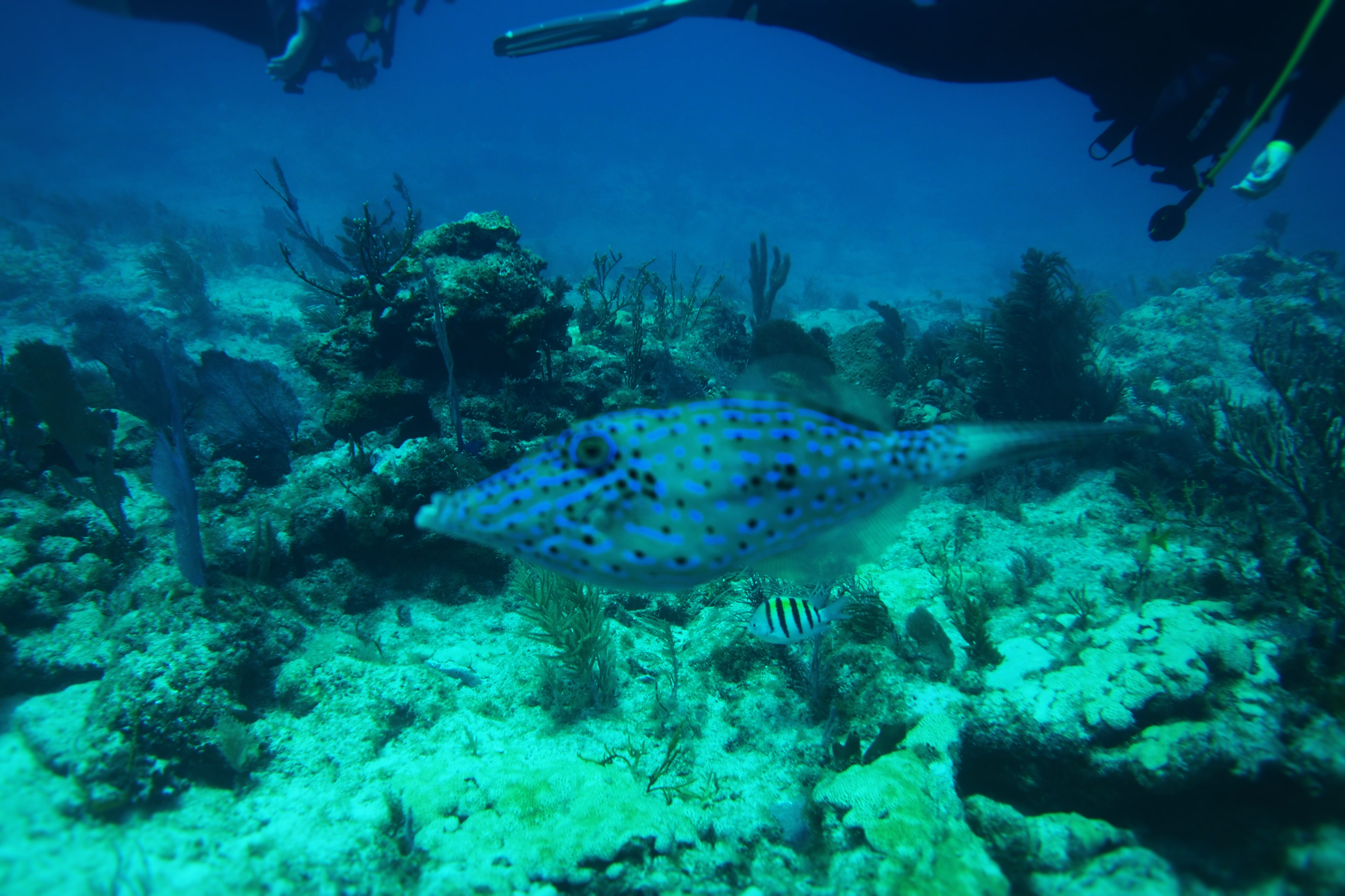 Scrawled Filefish
