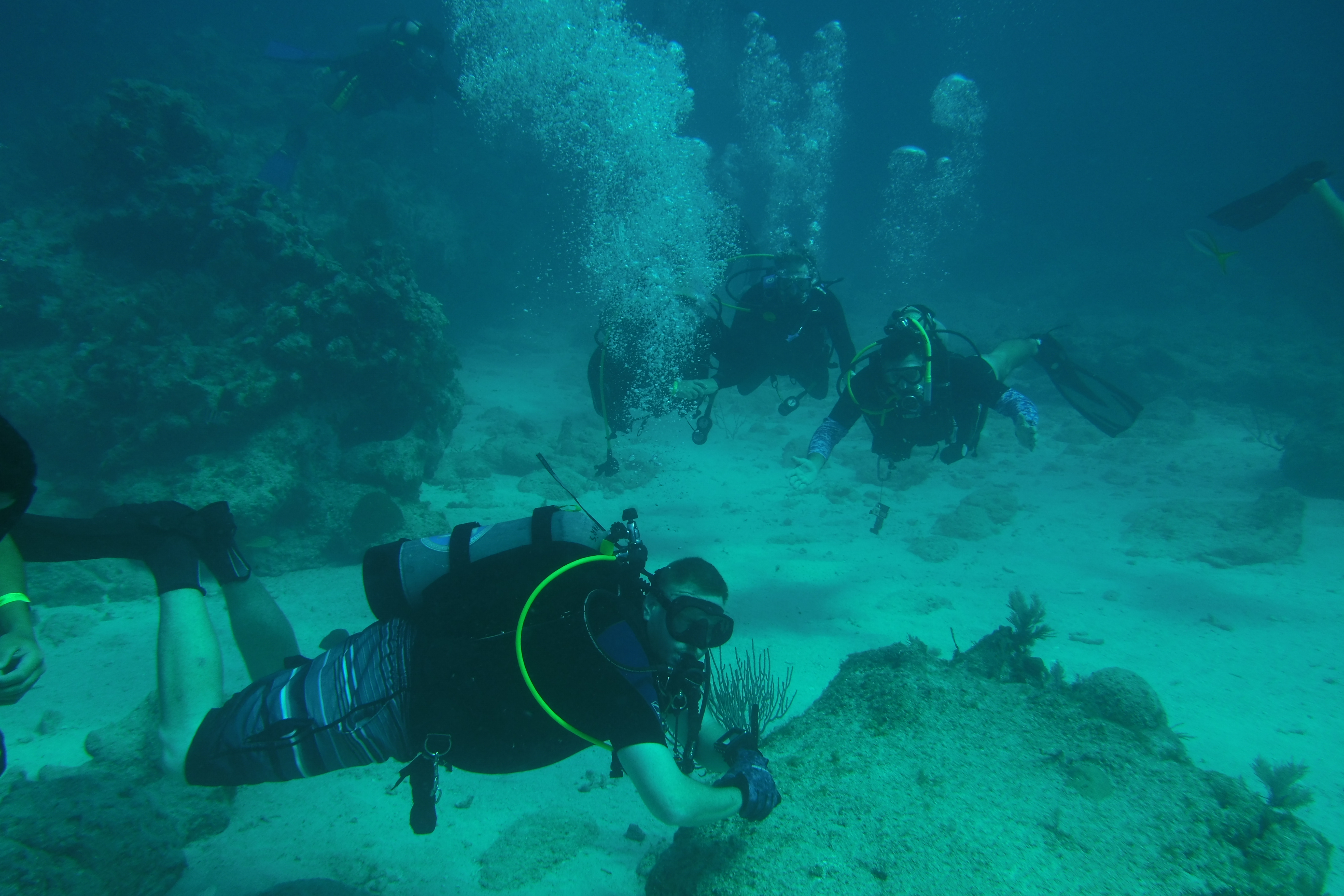 Checkout dives