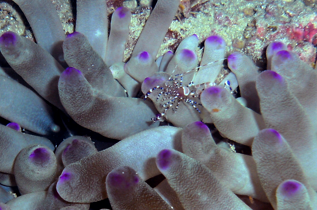 Tiny shrimp in anenome
