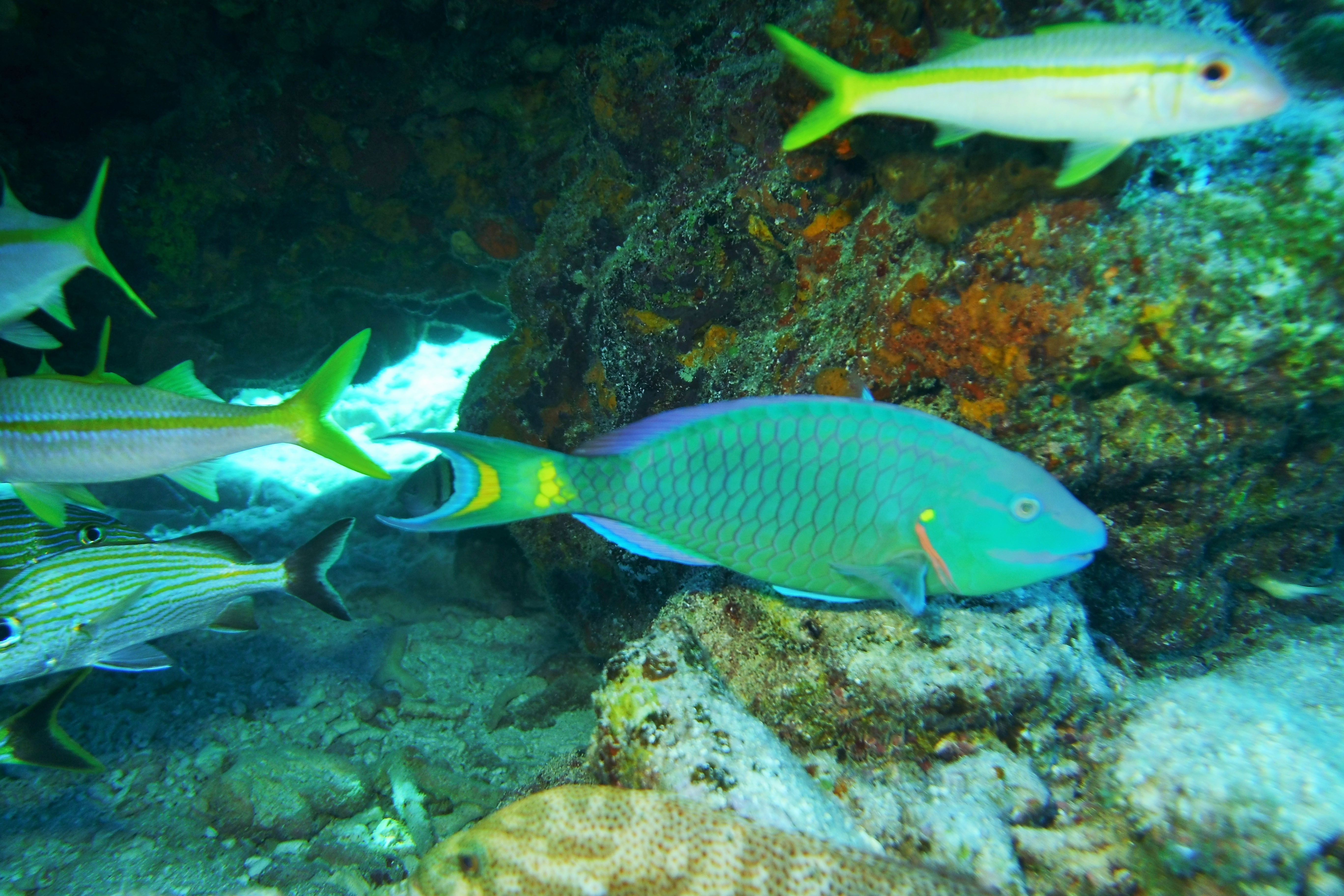 Parrotfish