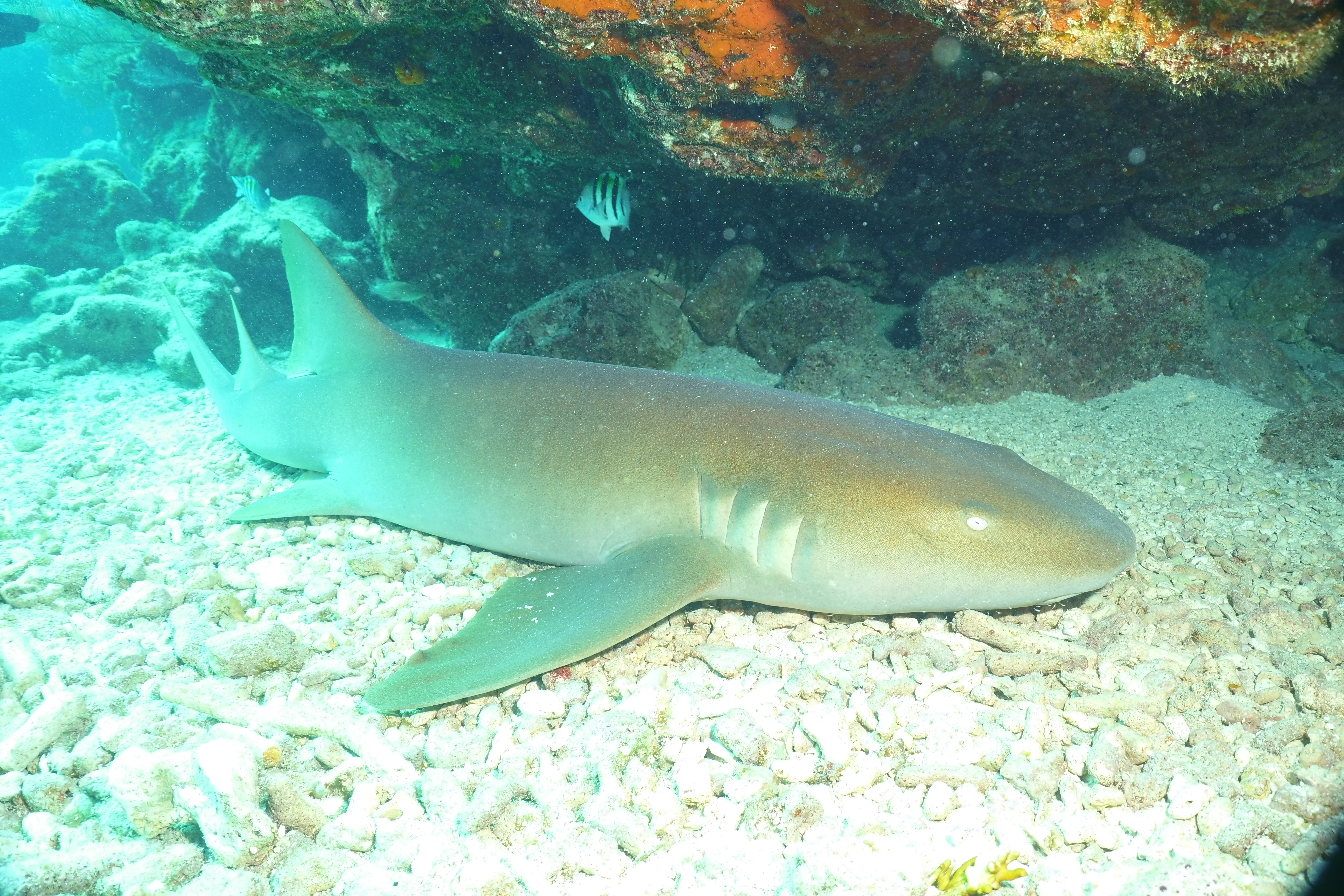 friendly nurse shark
