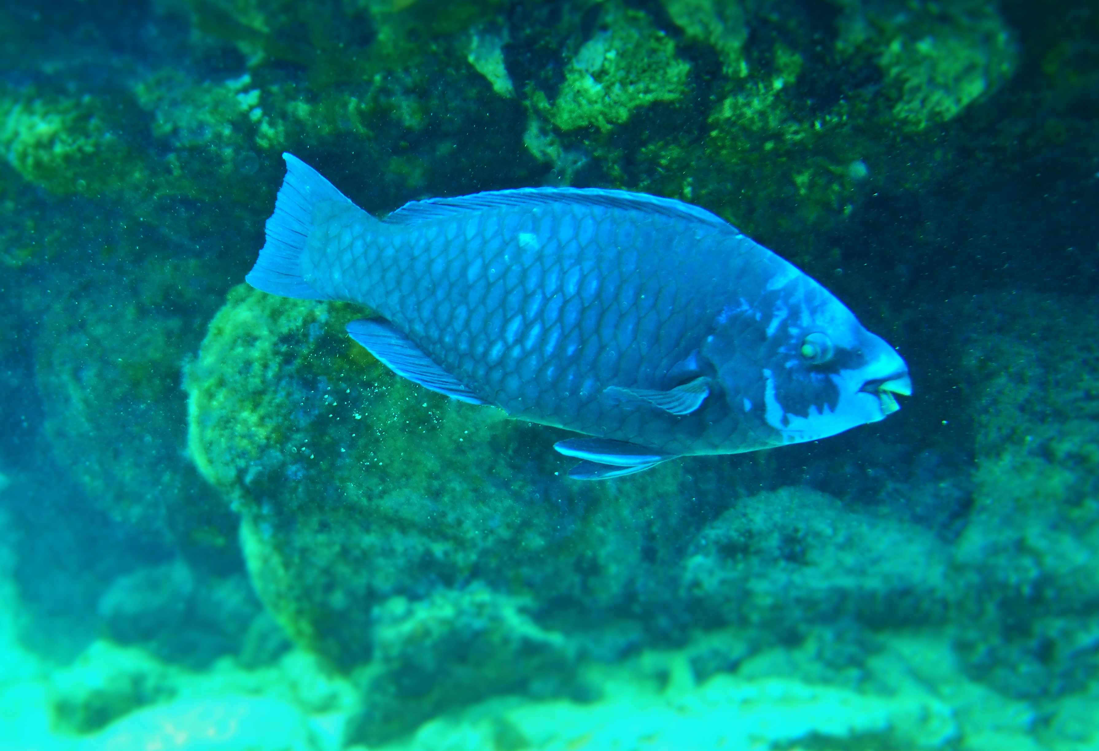 Midnight Parrotfish