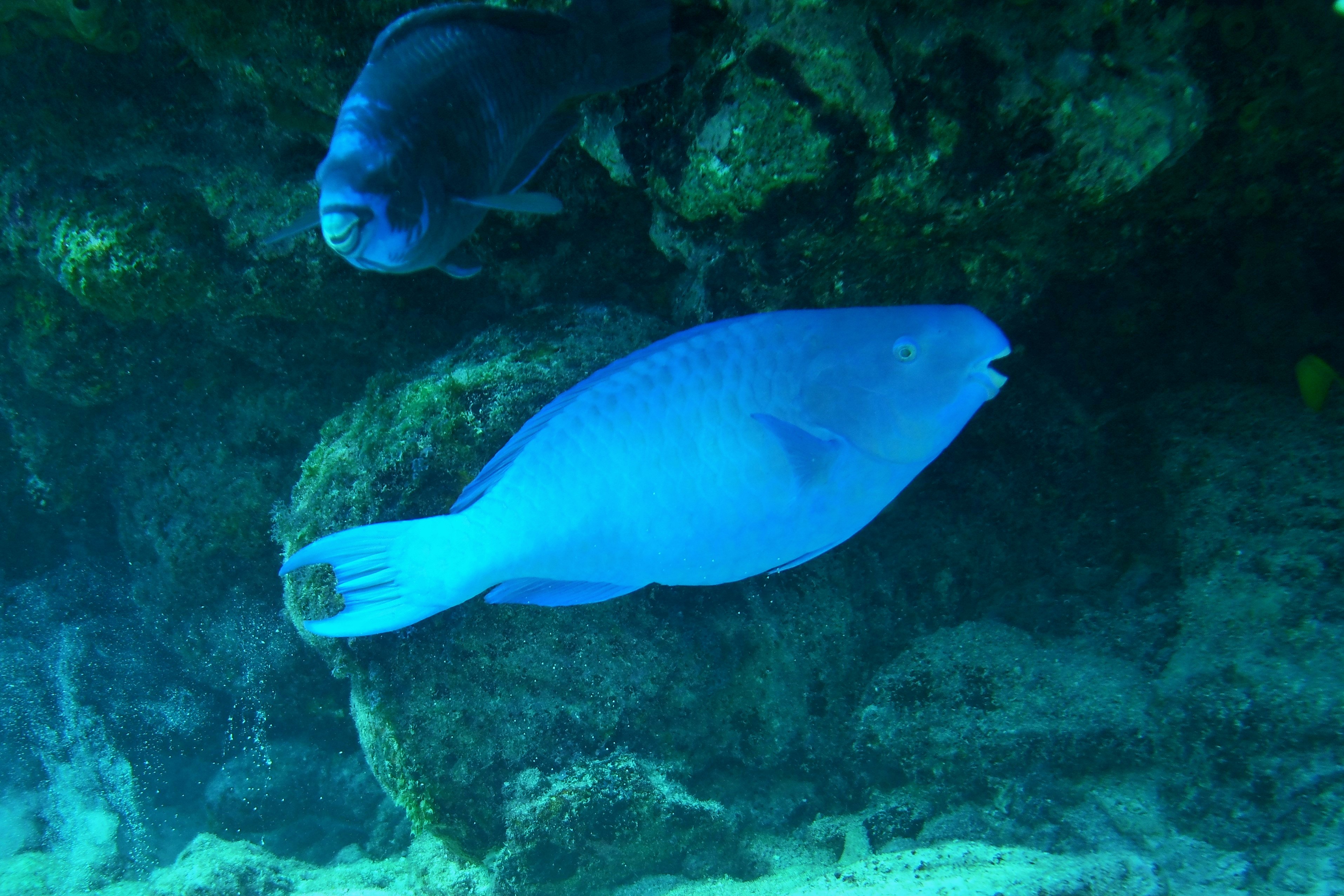 Parotfish