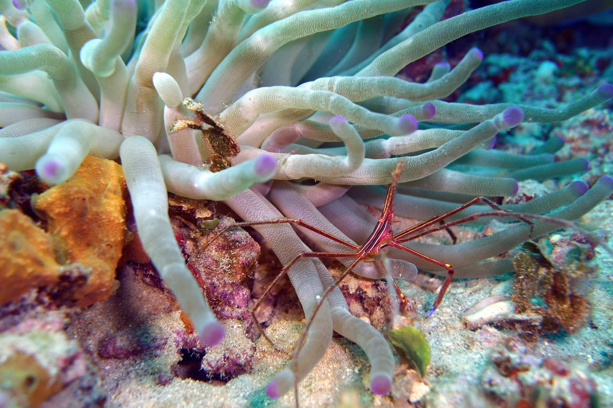 Arrow Crab