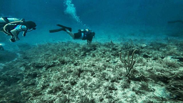 scuba class check out dives