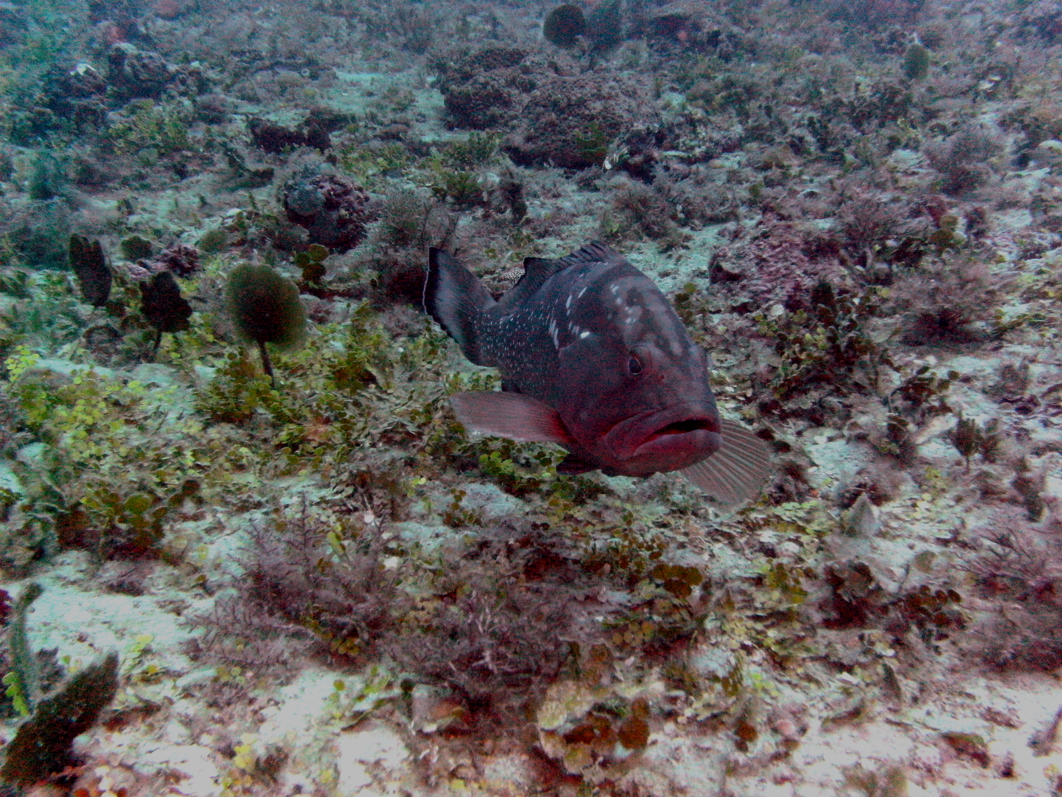 red grouper friend