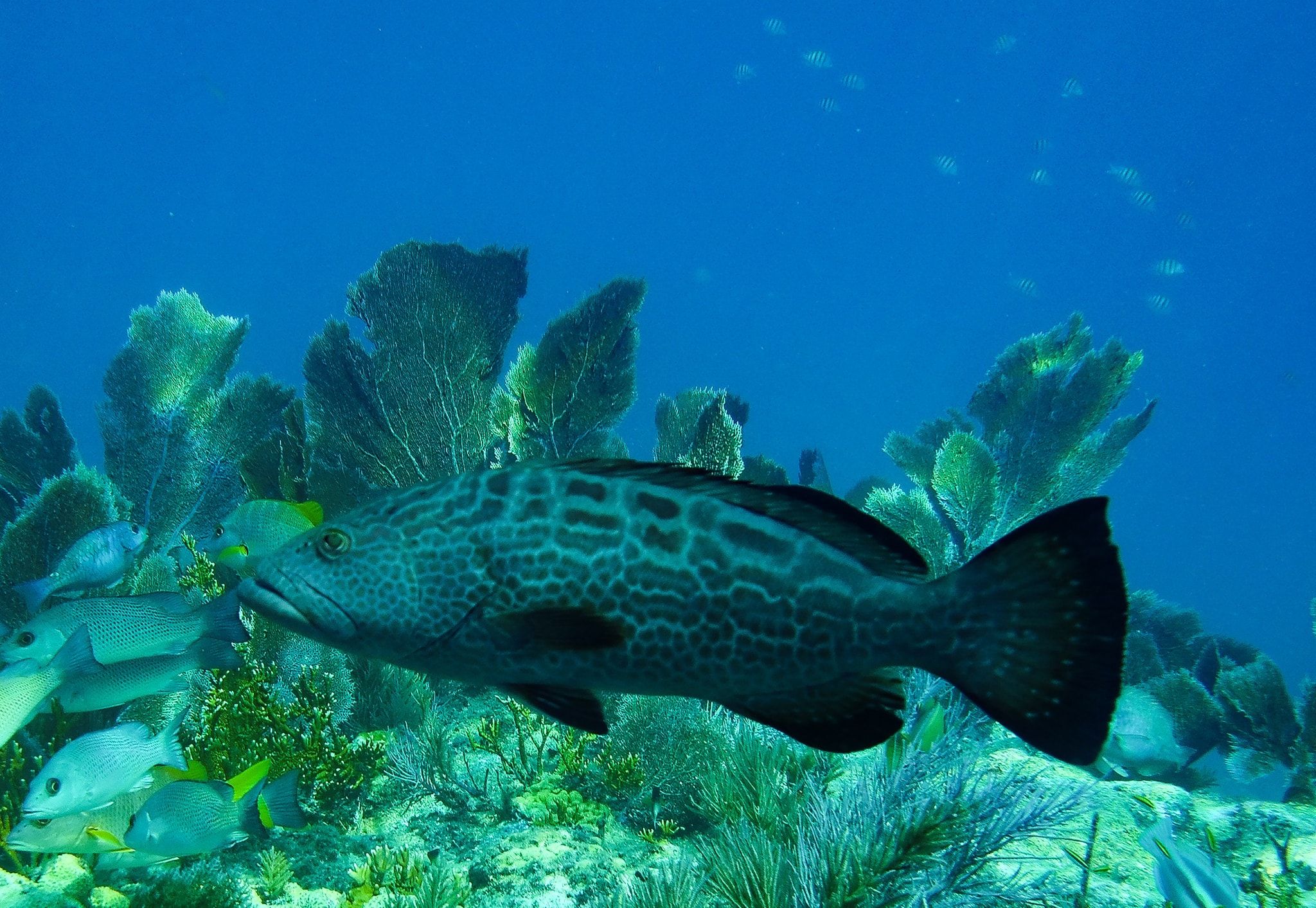 Grouper bites