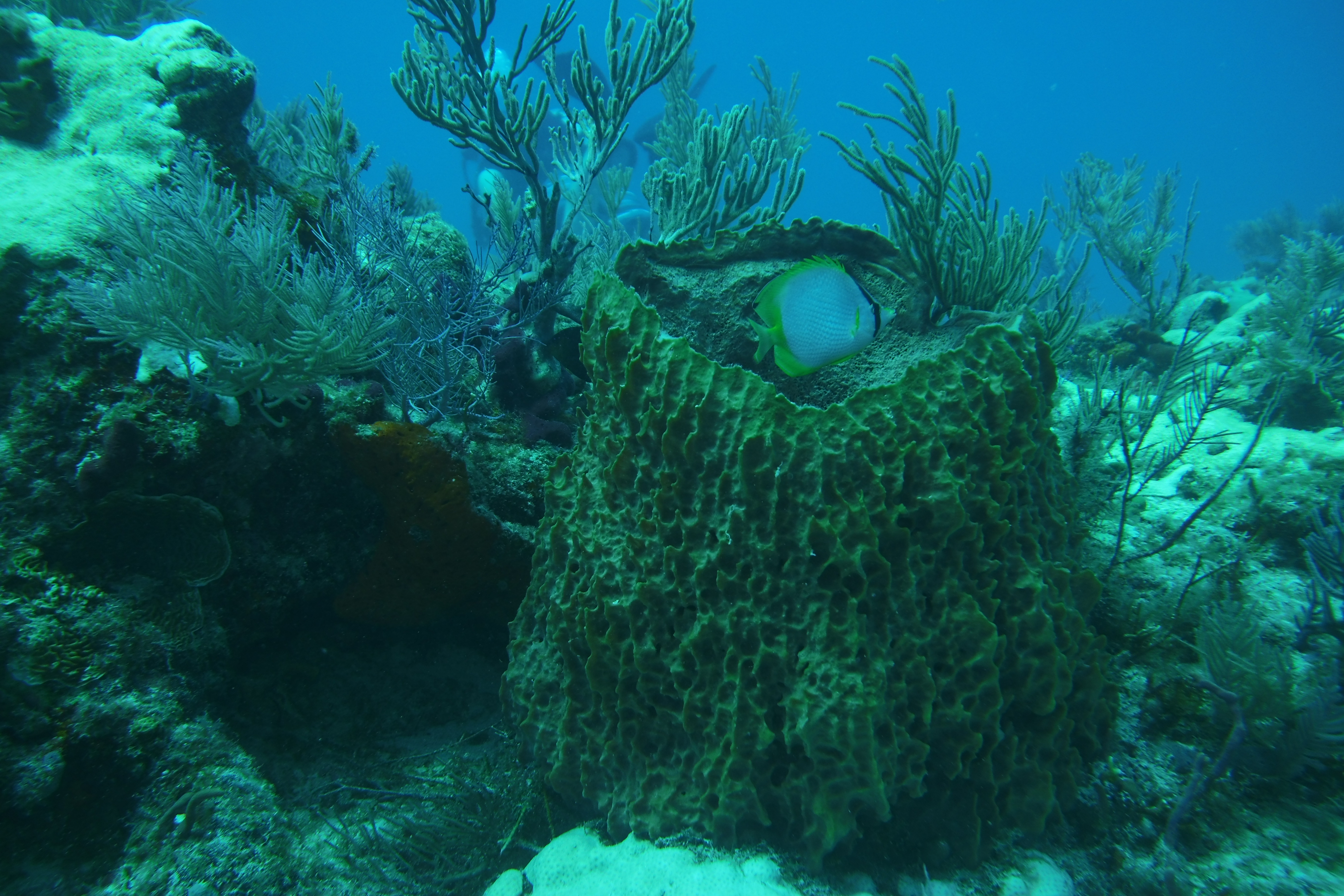 Protect our reefs