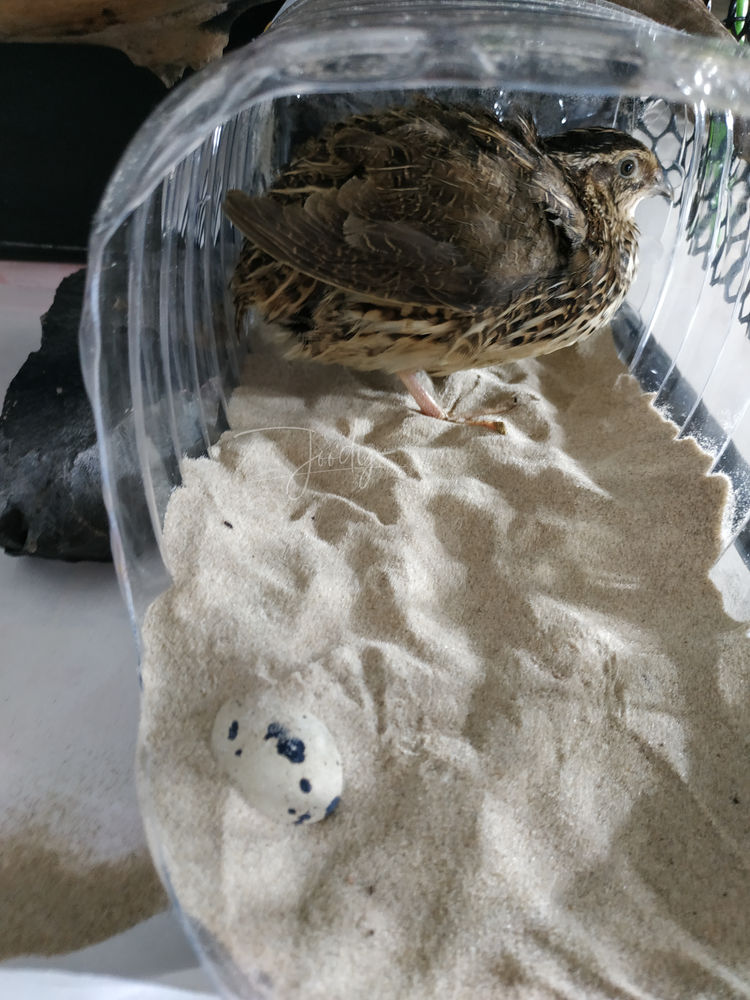 Hatching quail eggs from the grocery market!
