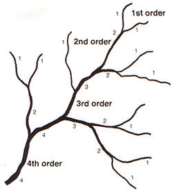 Stream Order