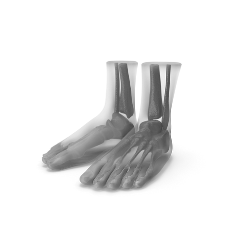 Foot Anatomy Blue.H03_edited.png