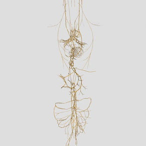 Brain Anatomy 101: The effect of stress on your gut