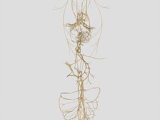 Breinanatomie 101: Het effect dat stress heeft op je darmen