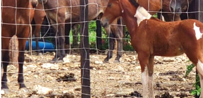 de interés social u otros proyectos de construcción. Además, cabe destacar que una barriada está actualmente en construcción justo frente al terreno.