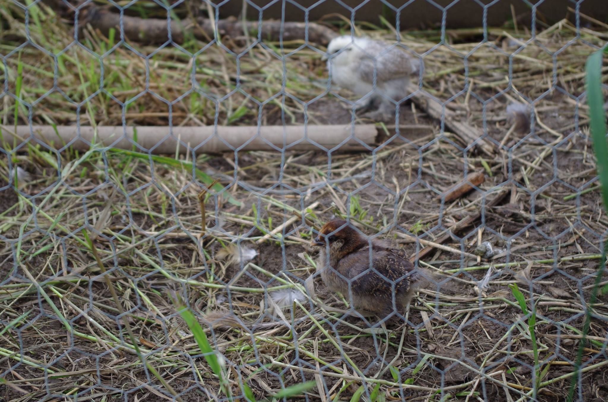 Permaculture Design