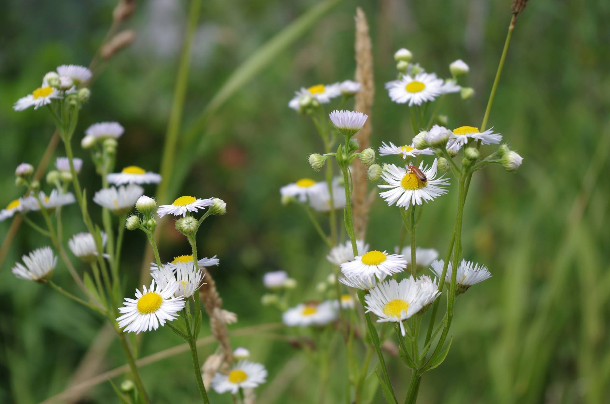 Permaculture Design
