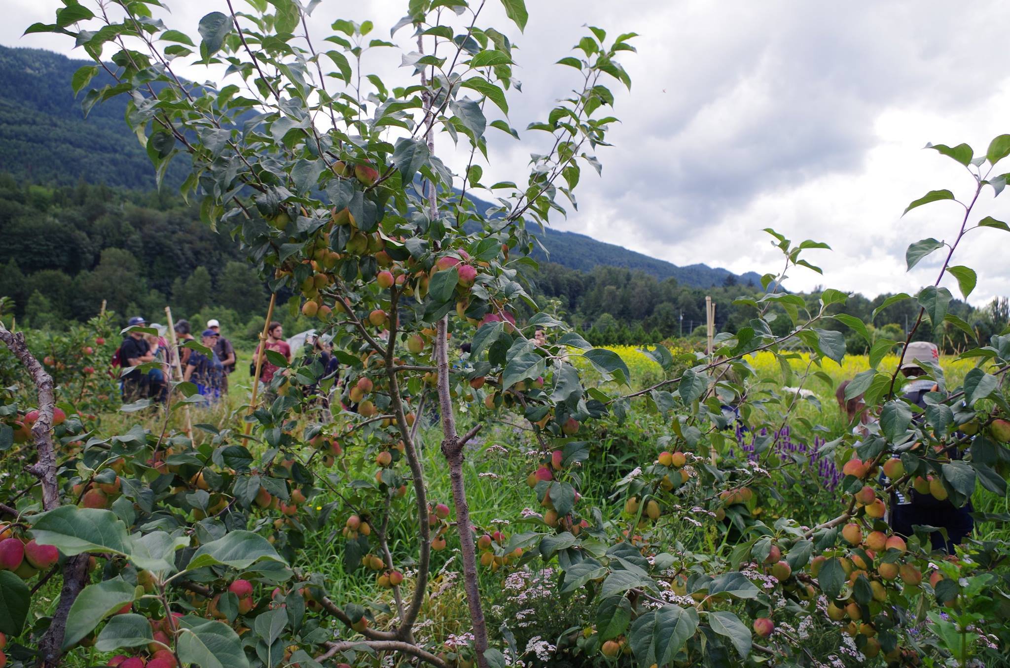 Permaculture Design