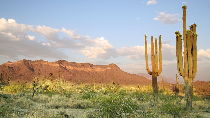Desert scene with mountains in the background and grass and cactus in the front.