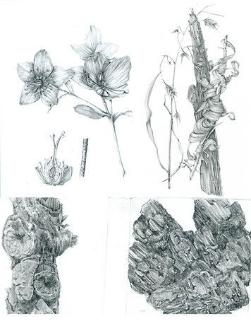 Lisa Albinus Botanical Art