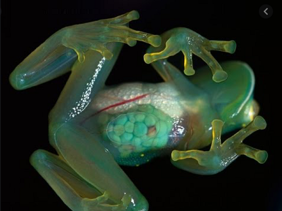 Transparent Frog Lab A peek inside the transparent frog