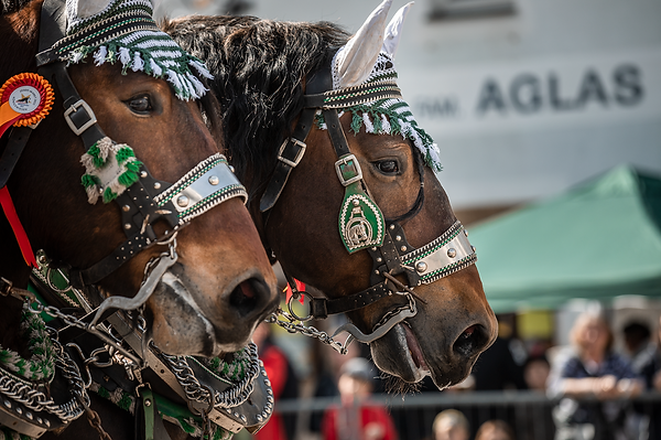 Pferdefotografie Österreich, Horsephotographer, Pferdefotograf, Pferdefotografie Niederösterreich, Horsephotography, Emotionale Pferdefotografin, Österreichs Pferdefotograf, Außergewöhnliche Pferdefotografie, Josefimarkt Pferdereich Mühlviertleralm