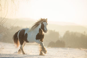 Pferdefotografie Österreich, Horsephotographer, Pferdefotograf, Pferdefotografie Niederösterreich, Horsephotography, Emotionale Pferdefotografin, Österreichs Pferdefotograf, Außergewöhnliche Pferdefotografie