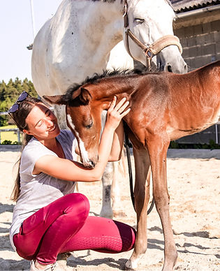 Reiten Niederösterreich, Wanderreiten Österreich, Pferdeeinstellbetriebe Niederösterreich, Reitstall Wagner