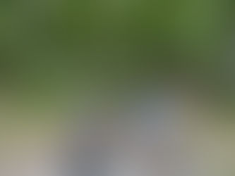 Living the Swiss Life