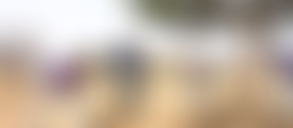 شي يحث على حشد المجتمع بأكمله في جهود غرس الأشجار