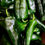 Thumbnail: Ancho/Poblano Pepper
