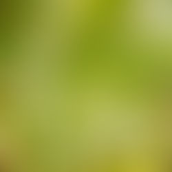 Un poumon vert face au lycée !