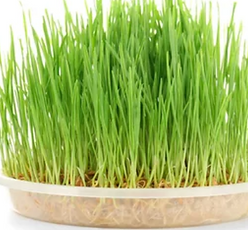 Screenshot 2021-11-24 at 9.28.05 PM.png