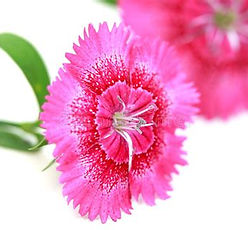 Flower - Dianthus.jpeg