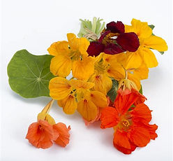 Flowers - Nasturtium.jpeg