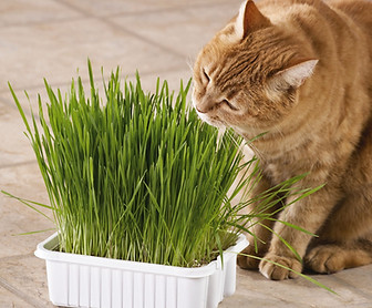Product Image - Pet Grass - Copy.jpeg