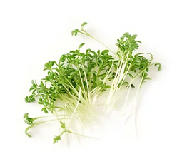 Microgreens - Garden Cress.png