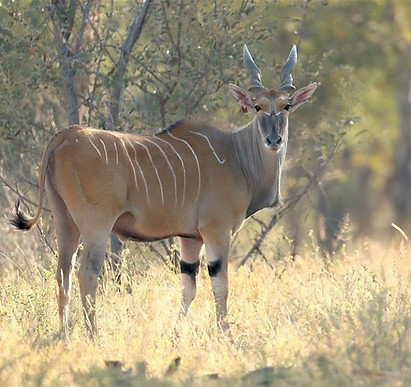 Letaba Valley Game Breeders tuli