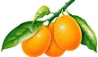 Fence+Florida+Oranges+reverse.jpg