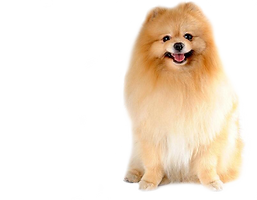 hotpng.com (33).png