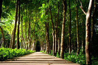 Music Instrumetn Arboretum.jpeg