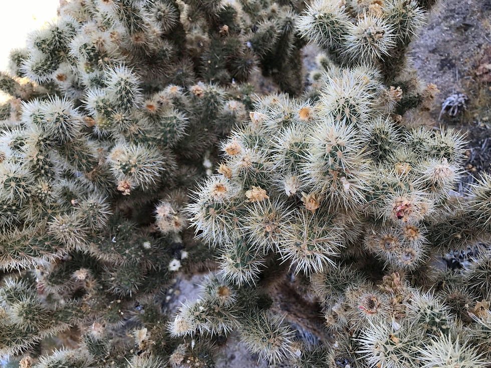 Cacti near Hidden Valley Trail...Those sure look painful!
