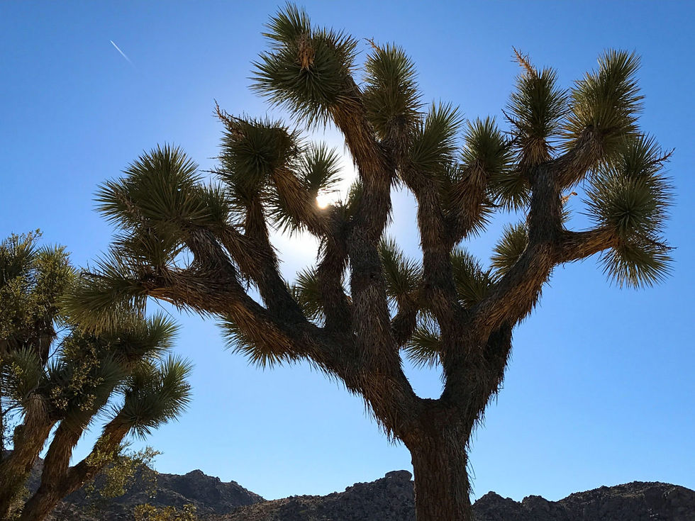 Joshua Trees near the main Park Boulevard