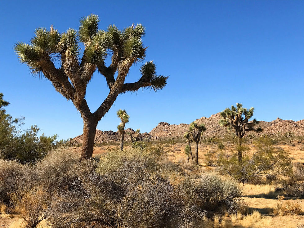 Joshua Tree National Park panorama